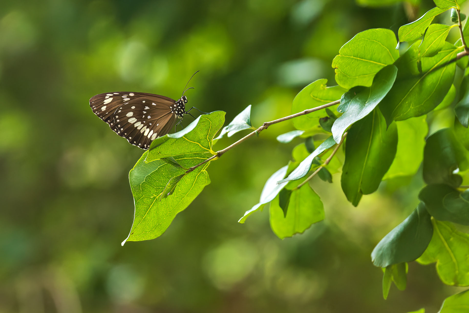 Kakadu National Park - Kleiner Eisvogel